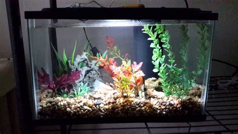 5 gallon aquarium fish suggestions.